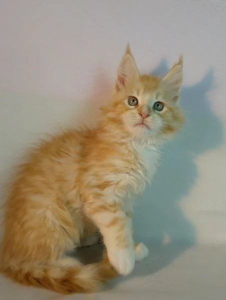 GATTINI MAINE COON Unico!