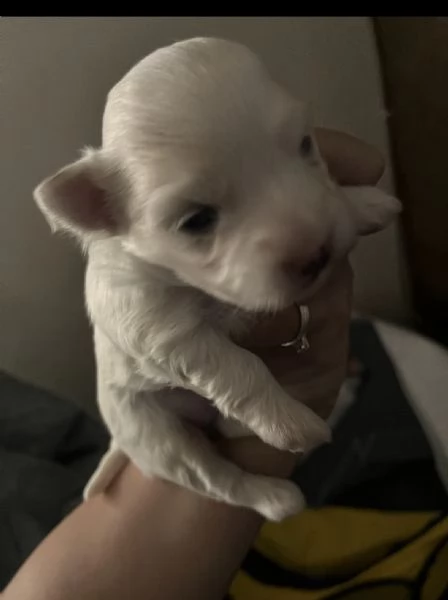 Cuccioli di cane Maltese
