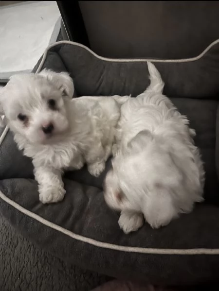 Cuccioli di cane Maltese | Foto 1