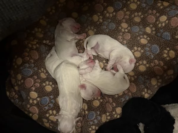 Cuccioli di cane Maltese | Foto 0