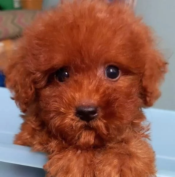 Barboncino toy maschio e femmina | Foto 0