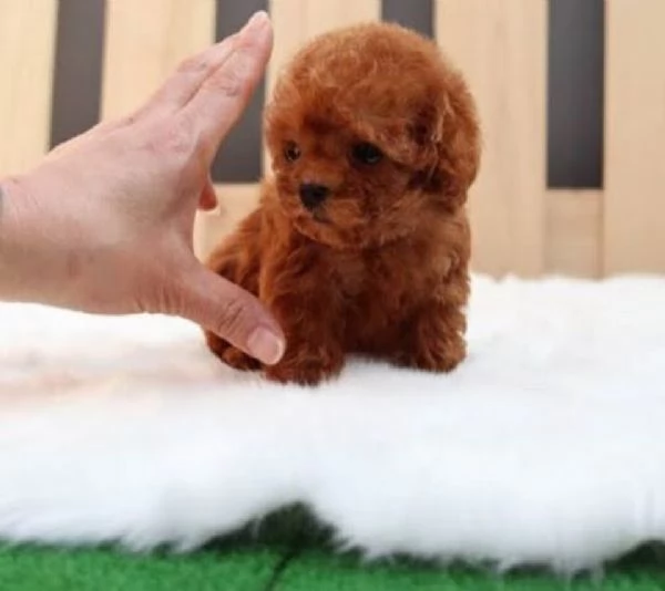 CUCCIOLI DI BARBONCINI TOY | Foto 0