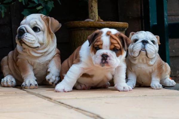 Cucciolo di Bulldog Inglese coraggioso in vendita
