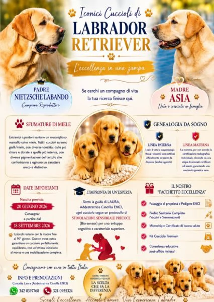 ICONICI CUCCIOLI DI LABRADOR 