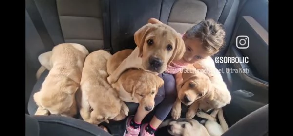 Figli di Campione Riproduttore ENCI con 3 formule di acquisto dei Super Labrador 