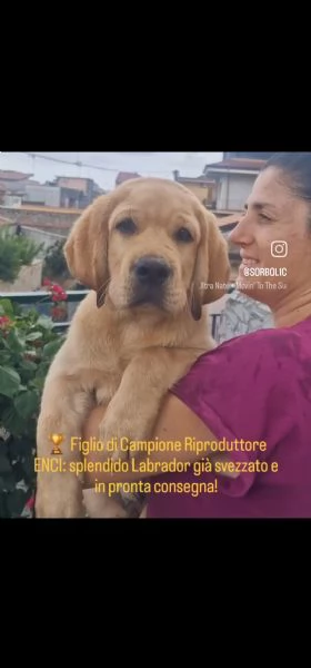 Figli di Campione Riproduttore ENCI con 3 formule di acquisto dei Super Labrador  | Foto 1