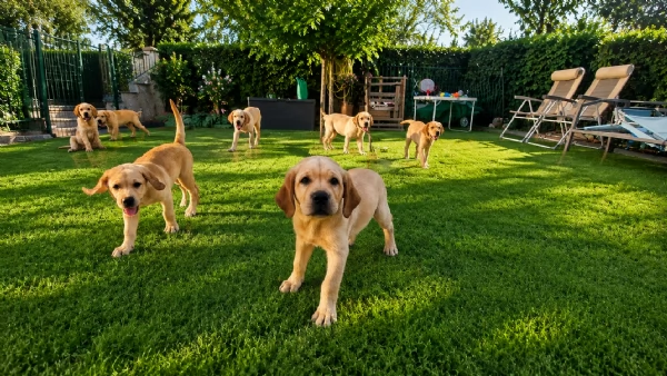 Figli di Campione Riproduttore ENCI con 3 formule di acquisto dei Super Labrador  | Foto 0