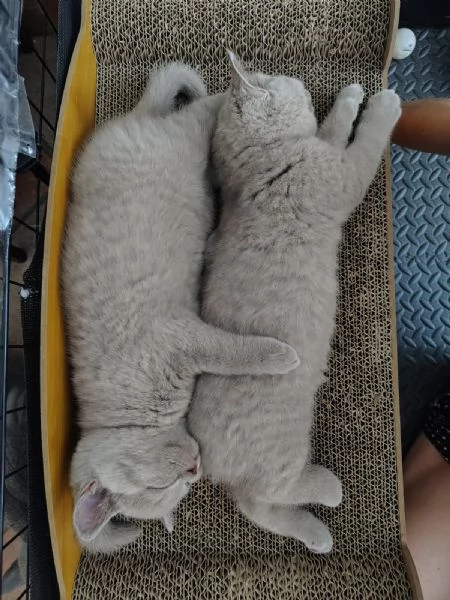 cuccioli di British Shorthair color Lilac, maschio e femmina  | Foto 5