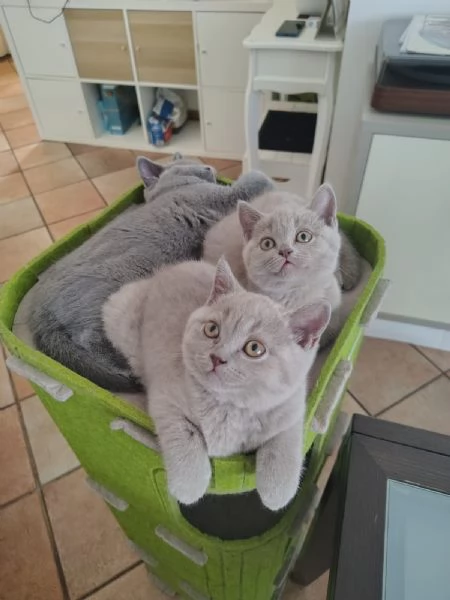 cuccioli di British Shorthair color Lilac, maschio e femmina  | Foto 4