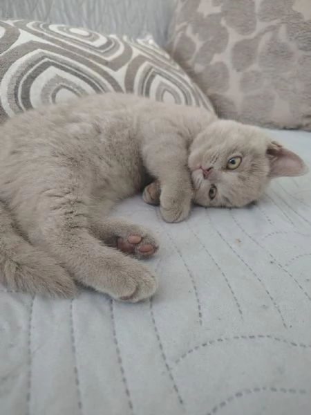 cuccioli di British Shorthair color Lilac, maschio e femmina  | Foto 3