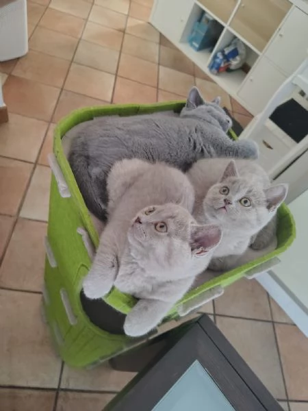 cuccioli di British Shorthair color Lilac, maschio e femmina  | Foto 2