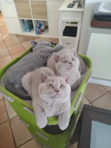 cuccioli di British Shorthair color Lilac, maschio e femmina  | Foto 1
