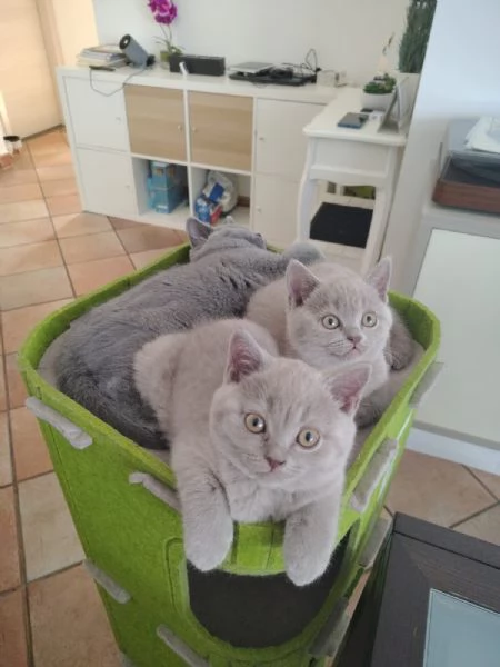cuccioli di British Shorthair color Lilac, maschio e femmina 