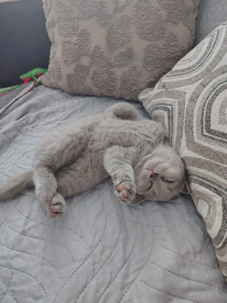 cuccioli di British Shorthair color Lilac, maschio e femmina  | Foto 0