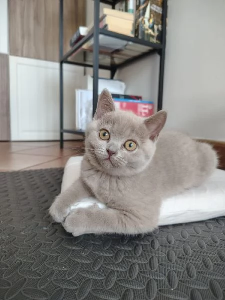 Splendida gattina di British Shorthair 