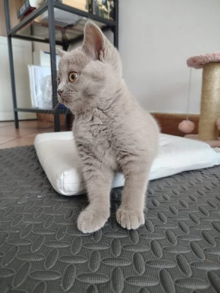 Splendida gattina di British Shorthair  | Foto 5