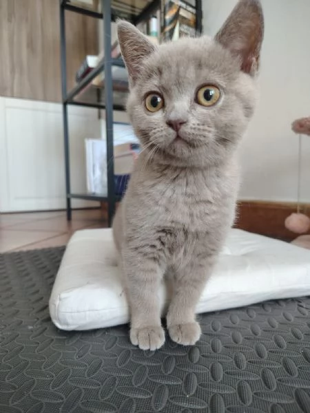 Splendida gattina di British Shorthair  | Foto 3