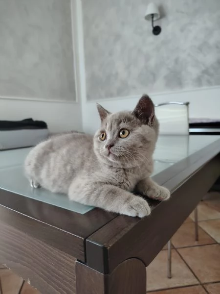 Cucciolo gattino British Shorthair Lilac