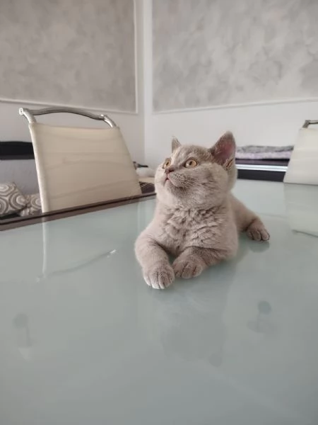 Cucciolo gattino British Shorthair Lilac | Foto 6