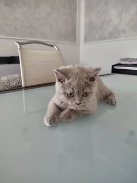 Cucciolo gattino British Shorthair Lilac | Foto 5