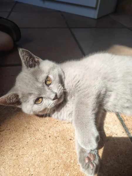 Cucciolo gattino British Shorthair Lilac | Foto 4