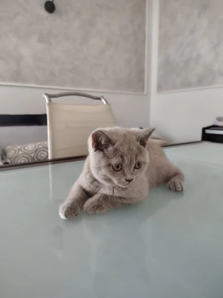 Cucciolo gattino British Shorthair Lilac | Foto 3
