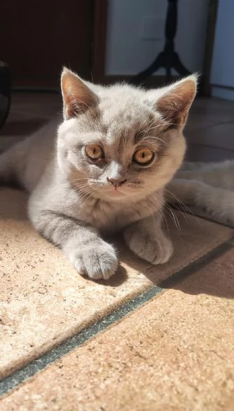 Cucciolo gattino British Shorthair Lilac | Foto 2