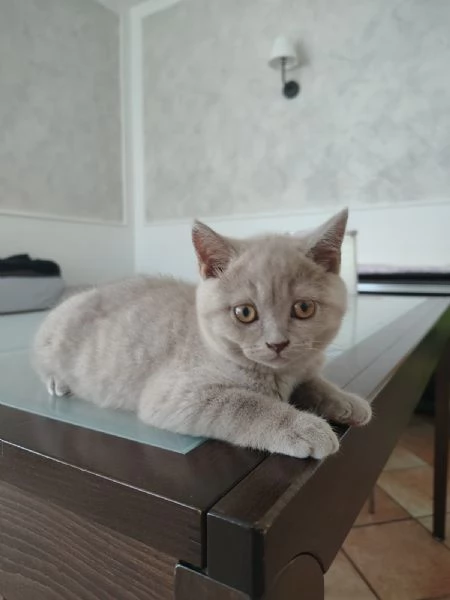 Cucciolo gattino British Shorthair Lilac | Foto 1