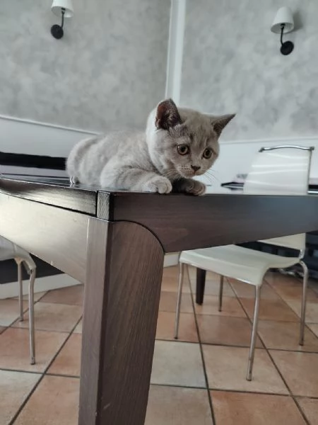 Cucciolo gattino British Shorthair Lilac | Foto 0