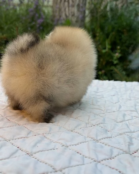meravigliosi Volpino Pomerania per adozione | Foto 2