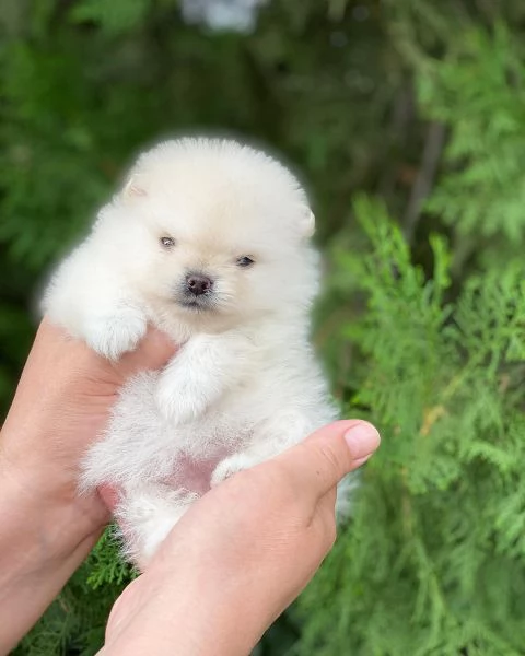 meravigliosi Volpino Pomerania per adozione | Foto 3