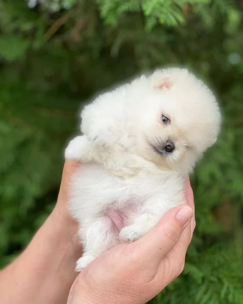 meravigliosi Volpino Pomerania per adozione | Foto 0