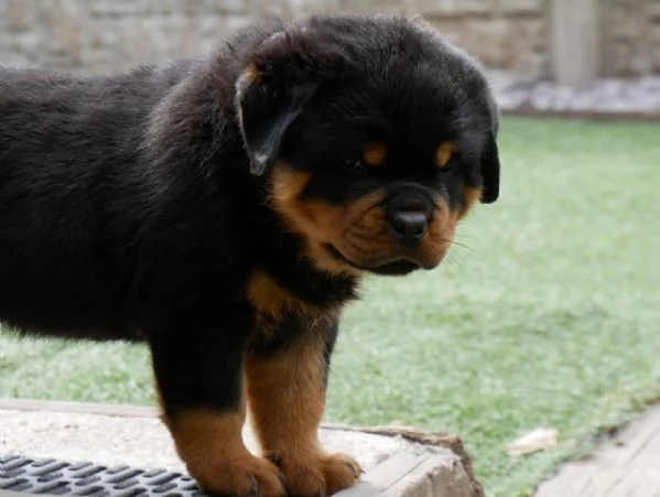 meravigliosi rottweiler per adozione | Foto 3