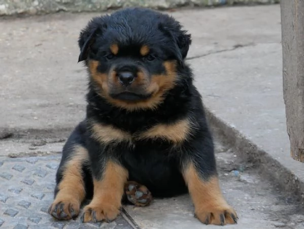 meravigliosi rottweiler per adozione | Foto 1