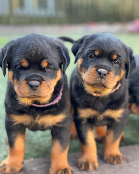 meravigliosi rottweiler per adozione