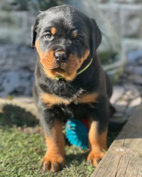 meravigliosi rottweiler per adozione | Foto 2
