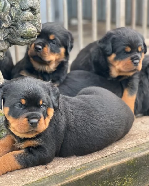 meravigliosi rottweiler per adozione | Foto 2