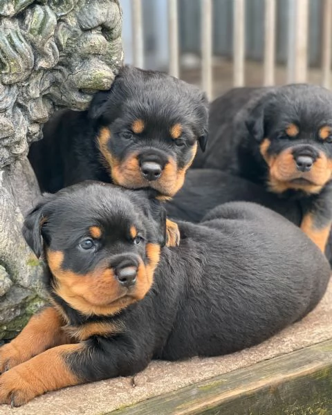 meravigliosi rottweiler per adozione | Foto 0