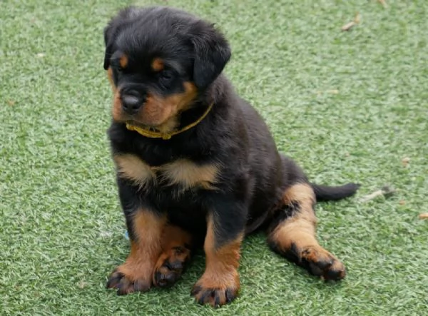 meravigliosi rottweiler per adozione