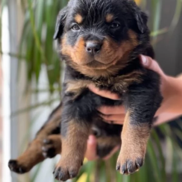 meravigliosi rottweiler per adozione | Foto 3