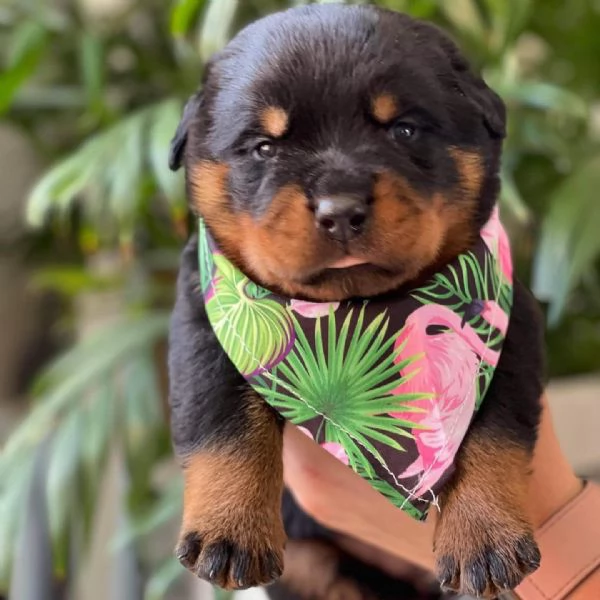 meravigliosi rottweiler per adozione | Foto 1