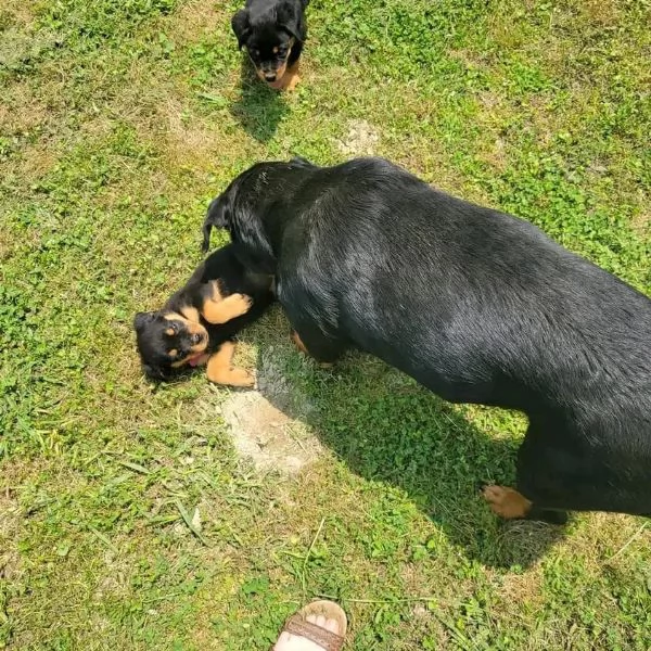 meravigliosi rottweiler per adozione | Foto 3