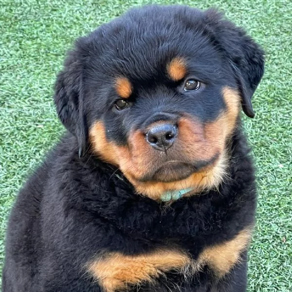 meravigliosi rottweiler per adozione | Foto 1