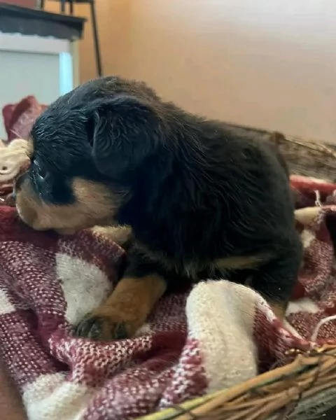 meravigliosi rottweiler per adozione | Foto 5