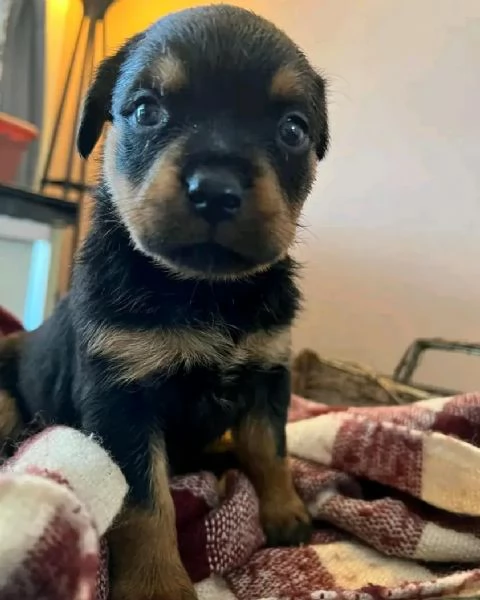 meravigliosi rottweiler per adozione | Foto 4