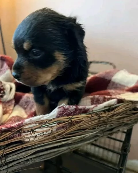 meravigliosi rottweiler per adozione | Foto 3