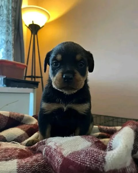meravigliosi rottweiler per adozione | Foto 2