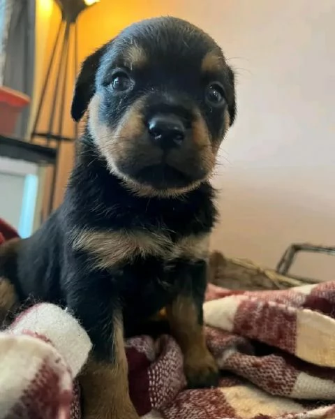 meravigliosi rottweiler per adozione | Foto 1
