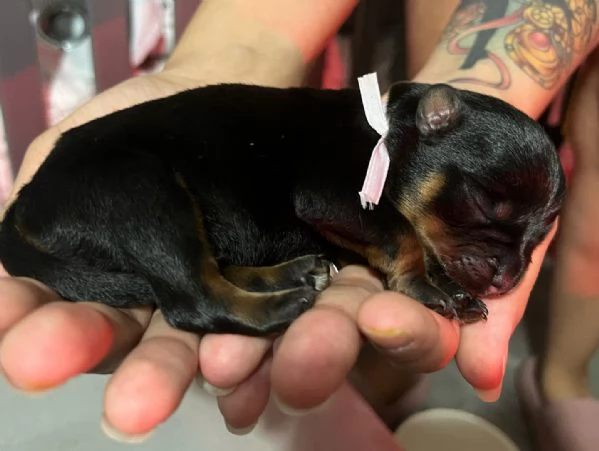 meravigliosi rottweiler per adozione | Foto 3