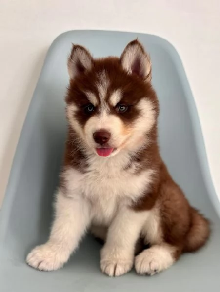 meravigliosi husky per adozione | Foto 4